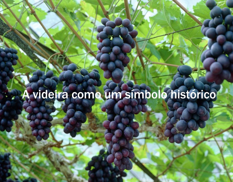 videira simbolo historico